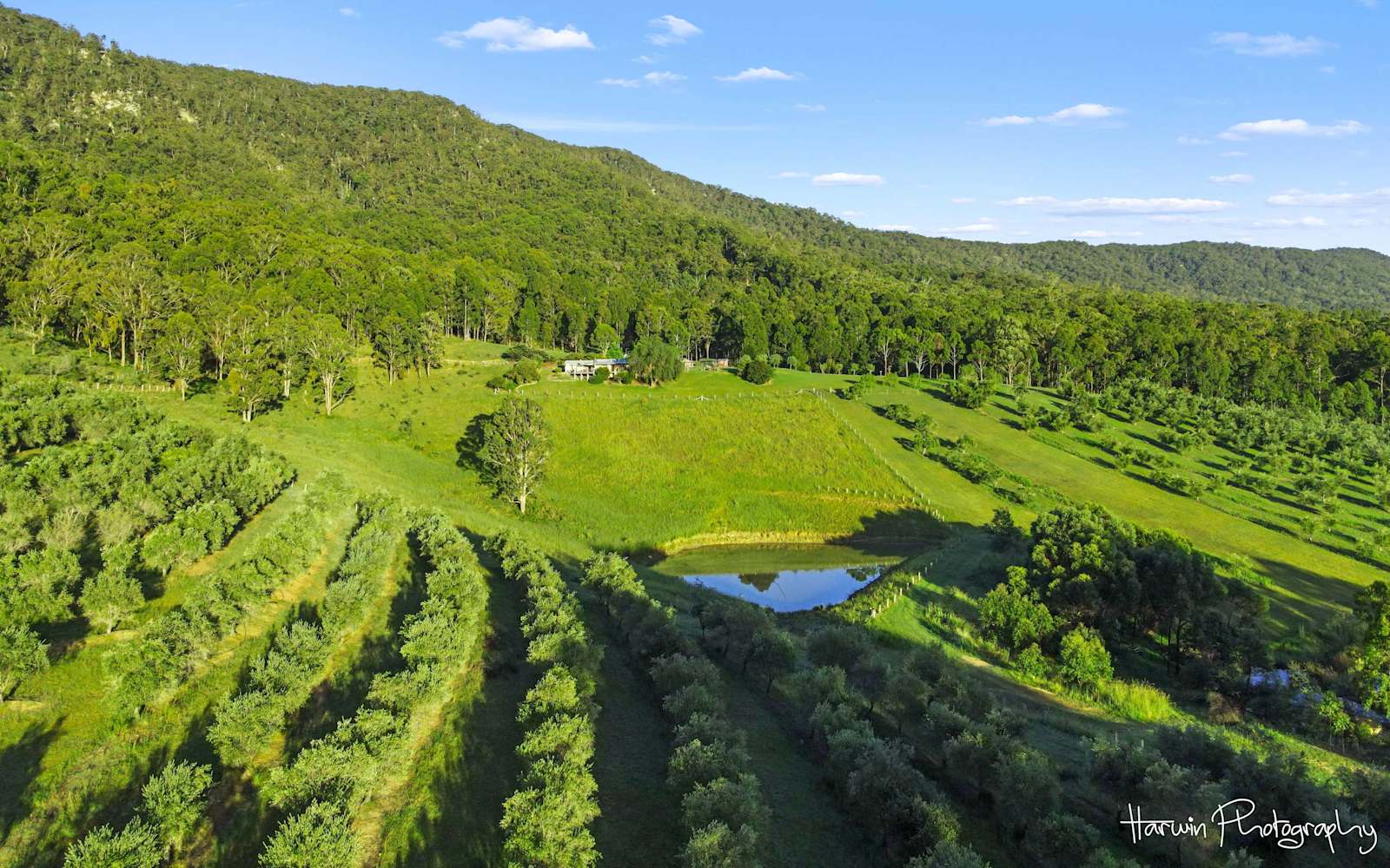Olive groves and bushland from the air at a Hunter Valley farm stay MetaWise managed.